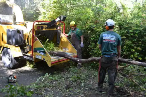 tree services Ormond-by-the-Sea